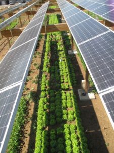 combining-solar-photovoltaic-panels-and-food-crops-for-optimising-land-use-towards-new-agrivoltaic-schemesthree