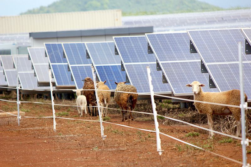 sheep-on-solar-farm